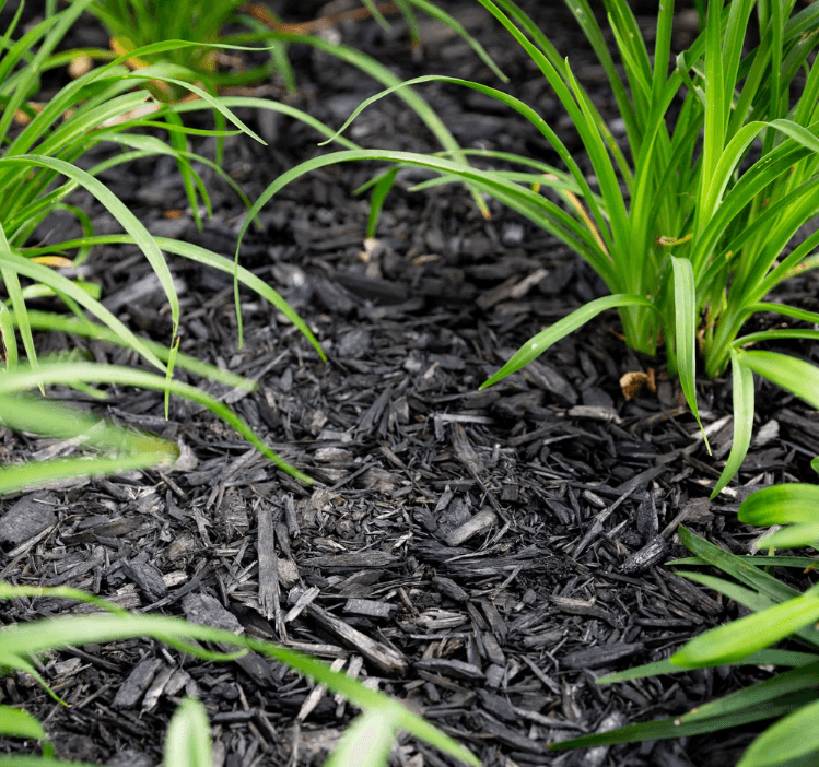 Mulching & Ground Cover
